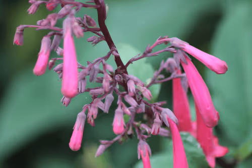 Item #51124555051901614330264480006545612592022390906904121289505624549214585356289 Media