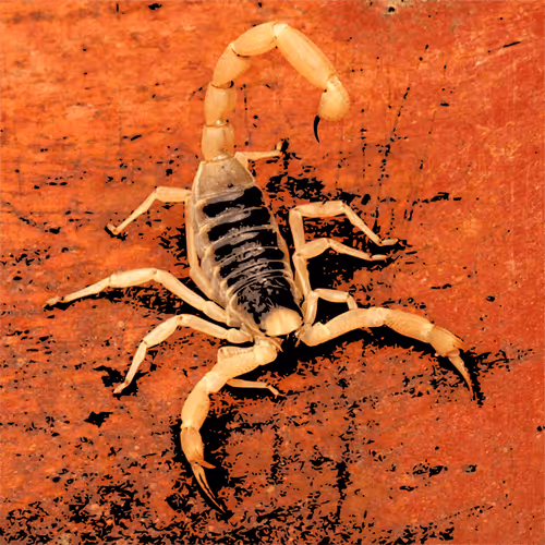 Item #32280227684796633281509489685107784796052920964773961429317660104693825667073 Media