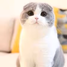 Item #99549815596390946992835045856636934197488847904875272866050998662901616607233 Media