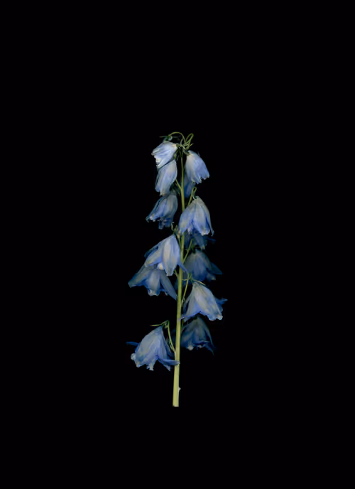 Item #58883327943218482885511625451962166109229848641575055586606686570748206645249 Media