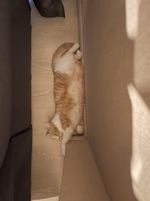 Item #79047718219988039345594950681833445958640052065241860525955727530228948402196 Media