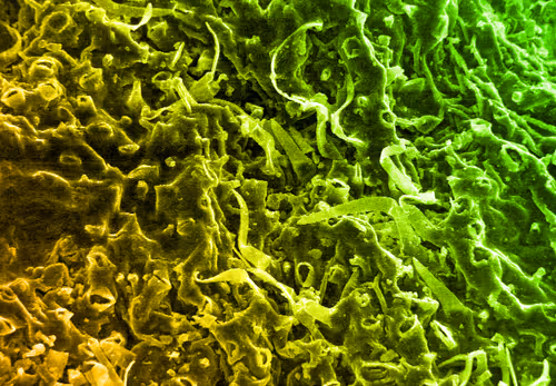 Item #115505927728344181025262329658899620468765138243295584093365708422089543778305 Media