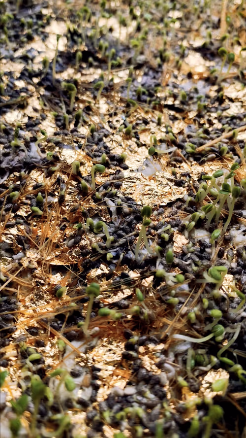 Item #112023108605601249318065536302410732767173682366592262667857165186378451910658 Media