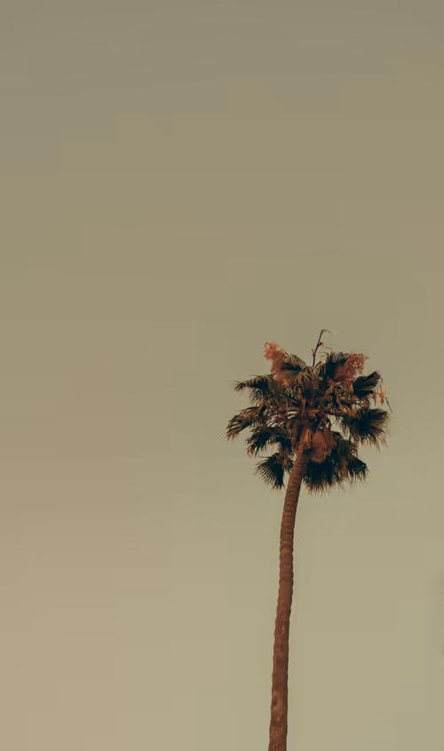 Item #35557780727049604459658880725917592814256363748111026780455796856360150237185 Media