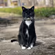 Pushkin the Outdoor Aristocrat 