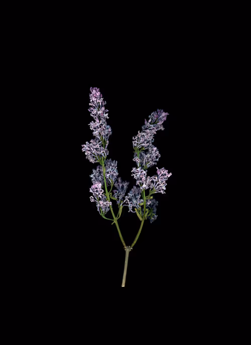 Item #58883327943218482885511625451962166109229848641575055586606686569648695017473 Media