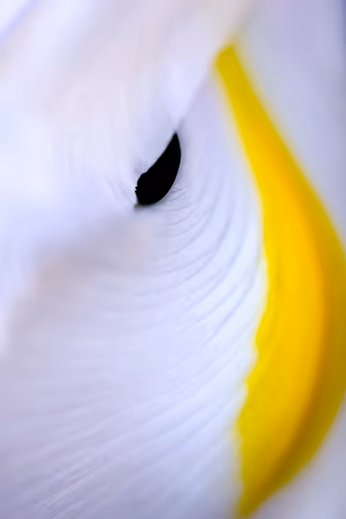 Item #24632583837492670092599633934589483131746797002802219579488358117346776186881 Media