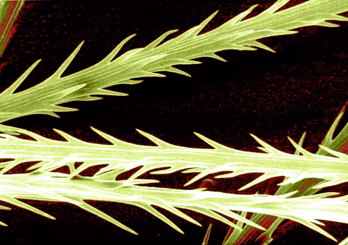 Item #115505927728344181025262329658899620468765138243295584093365708428686613544961 Media