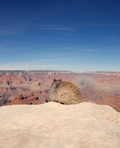 Item #28920018745477780862965640199722986707724662859263345528586721584427055448065 Media