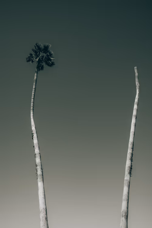 Item #35557780727049604459658880725917592814256363748111026780455796781593359548417 Media