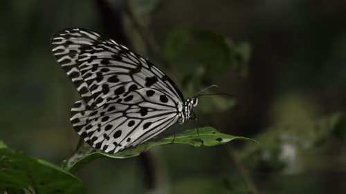 Item #102561797867931923211566826687344037495511031349577863816331597003654107758593 Media