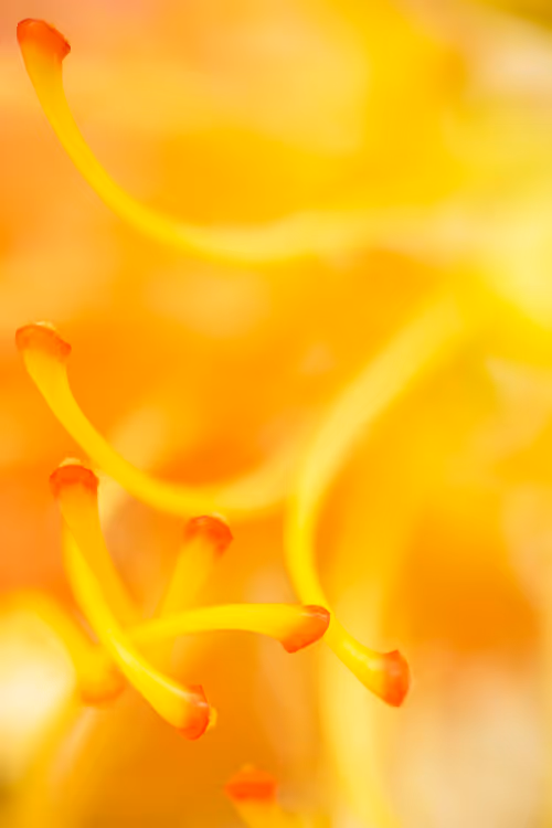 Item #24632583837492670092599633934589483131746797002802219579488358130540915720193 Media