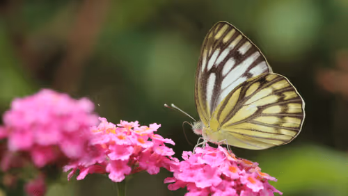 Item #102561797867931923211566826687344037495511031349577863816331596993758503108609 Media