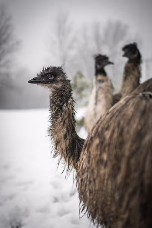 Item #69017446822111679045045995670166594693570264326858051534012552084165631148033 Media