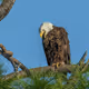 American Bald Eagles