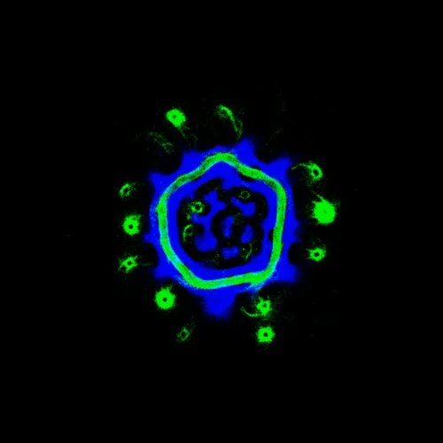 Item #51929734946411346289540790635765095060363125039145709683616697140864543096833 Media