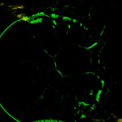 Item #51929734946411346289540790635765095060363125039145709683616697249716194246657 Media