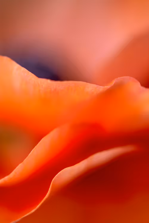 Item #24632583837492670092599633934589483131746797002802219579488358120645311070209 Media