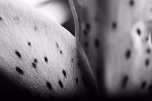 Item #102332330010392241424483100560917049247298654134596954223831831432925097754625 Media