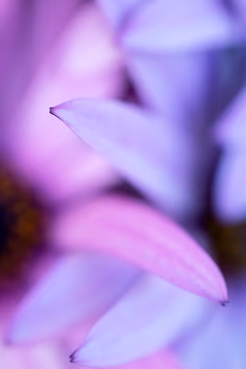 Item #24632583837492670092599633934589483131746797002802219579488358133839450603521 Media