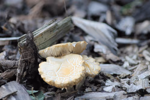 Item #51124555051901614330264480006545612592022390906904121289505624531622399311873 Media