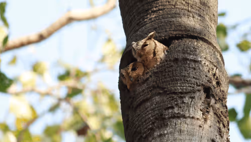 Item #102561797867931923211566826687344037495511031349577863816331596999256061247489 Media