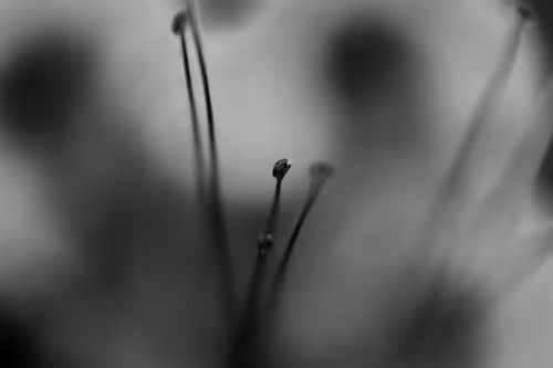 Item #102332330010392241424483100560917049247298654134596954223831831442820702404609 Media