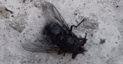 Item #51124555051901614330264480006545612592022390906904121289505624500836073734145 Media