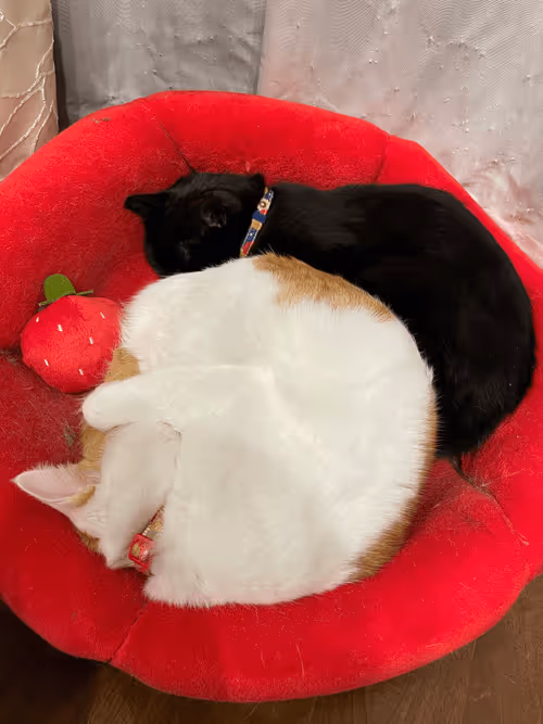 Item #57432309319676179700798702069366385585354272226932054472084541761614986084353 Media