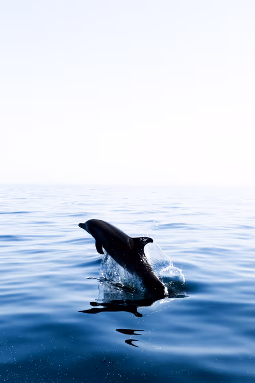 Item #113106517295801719263541253605561877557080643982296006819616818959693081739265 Media