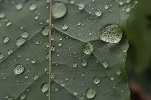 Item #35547100278351488731763920705704692290777172266042510105310327015887985442817 Media