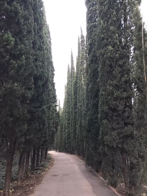 Item #28983806154019988982234389122970285076439486341566149619179108655413074067457 Media