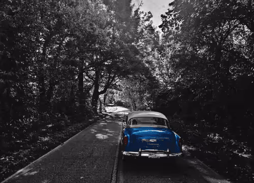 Tree Tunnel Drive 