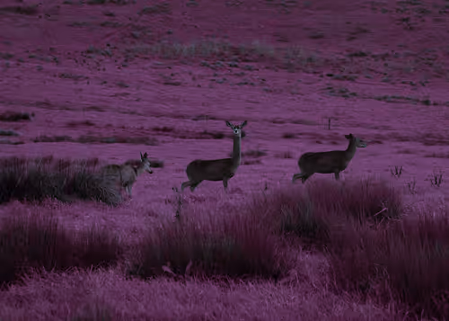 Item #3601436234996315430006013910499200169478742861984113335982183062881410482177 Media