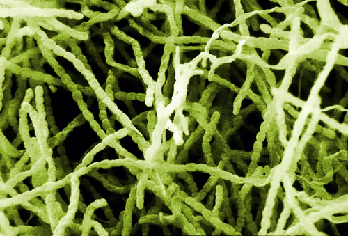 Item #115505927728344181025262329658899620468765138243295584093365708431985148428289 Media