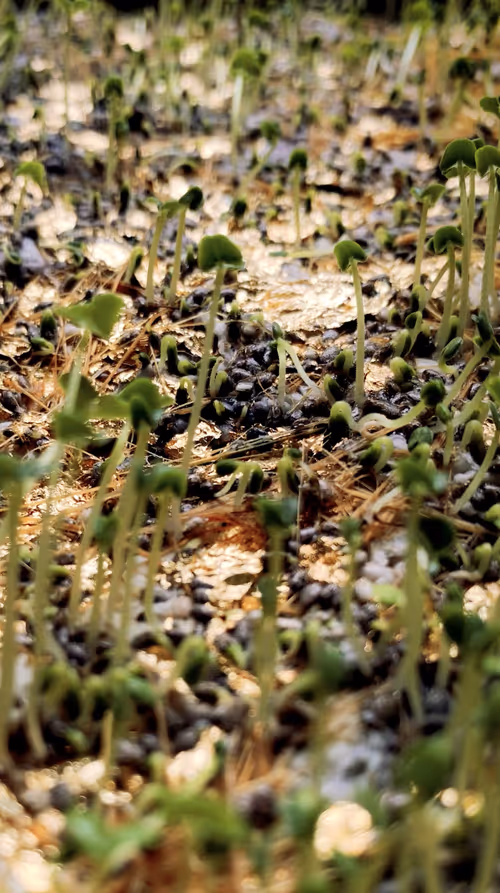 Item #112023108605601249318065536302410732767173682366592262667857165188577475166210 Media