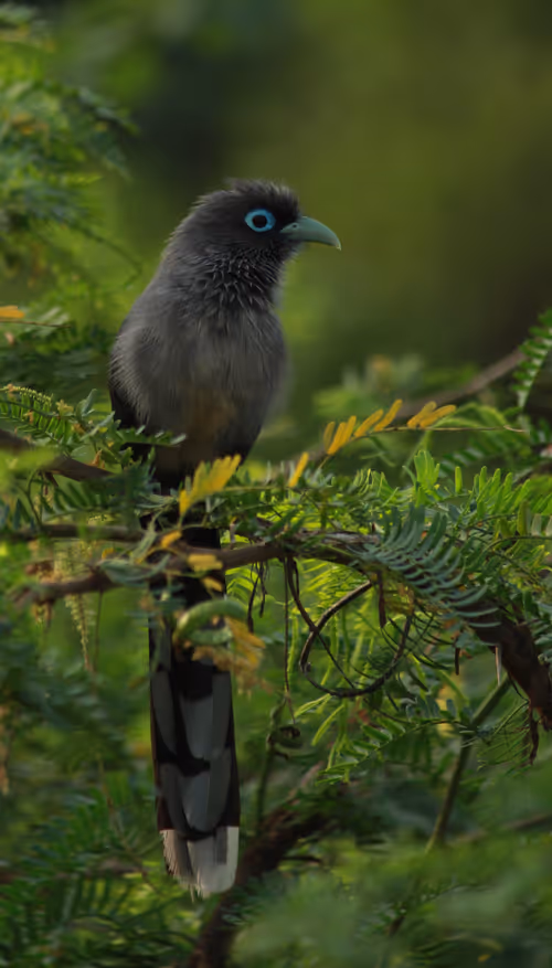 Item #102561797867931923211566826687344037495511031349577863816331596989360456597505 Media