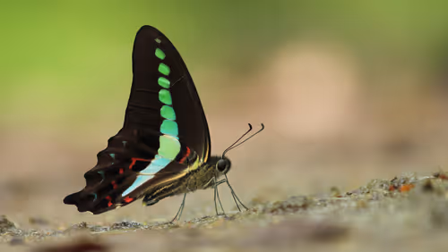 Item #102561797867931923211566826687344037495511031349577863816331597009151665897473 Media