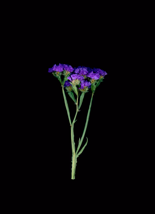 Item #58883327943218482885511625451962166109229848641575055586606686572947229900801 Media