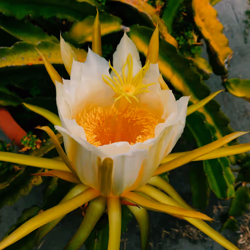 Item #43692748374008291744165494895041251572707701928862915852373158115881863086081 Media