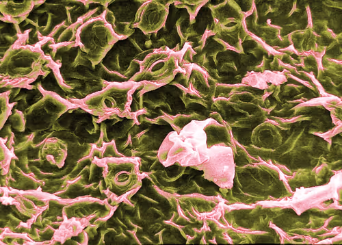 Item #115505927728344181025262329658899620468765138243295584093365708463870985633793 Media