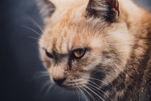 Item #26046832965360609860866363822675472440901155191145999038932145077952729579521 Media