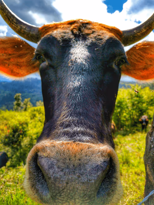 Item #71302825392676885836731684488305837095697969971655421177145335006234262110209 Media