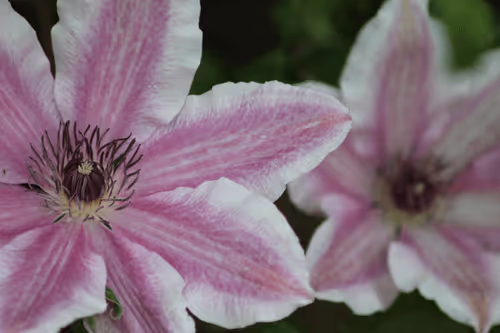 Item #51124555051901614330264480006545612592022390906904121289505624538219469078529 Media