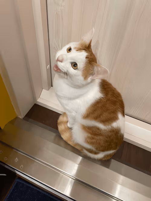 Item #57432309319676179700798702069366385585354272226932054472084541813292032589825 Media