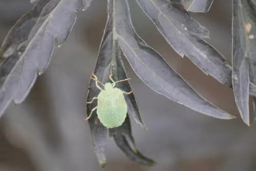 Item #51124555051901614330264480006545612592022390906904121289505624548115073728513 Media