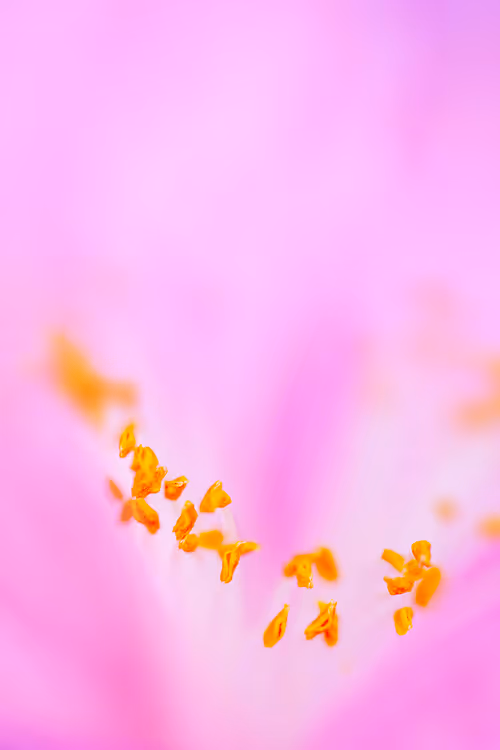 Item #24632583837492670092599633934589483131746797002802219579488358137137985486849 Media