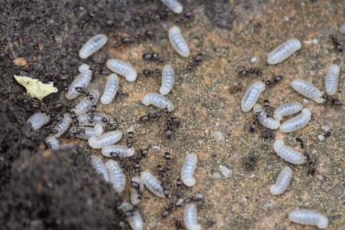 Item #51124555051901614330264480006545612592022390906904121289505624523925817917441 Media