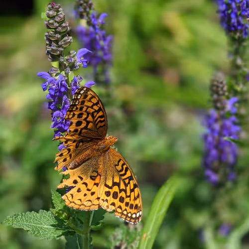 Item #35547100278351488731763920705704692290777172266042510105310327008191404048385 Media