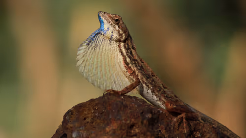 Item #102561797867931923211566826687344037495511031349577863816331596995957526364161 Media